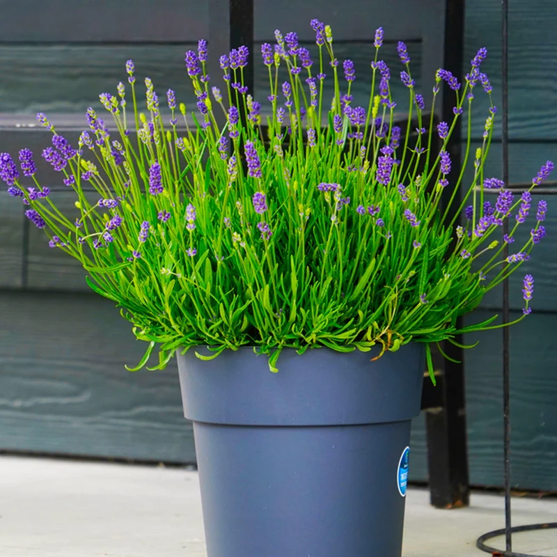 Essence Purple Lavender Plant