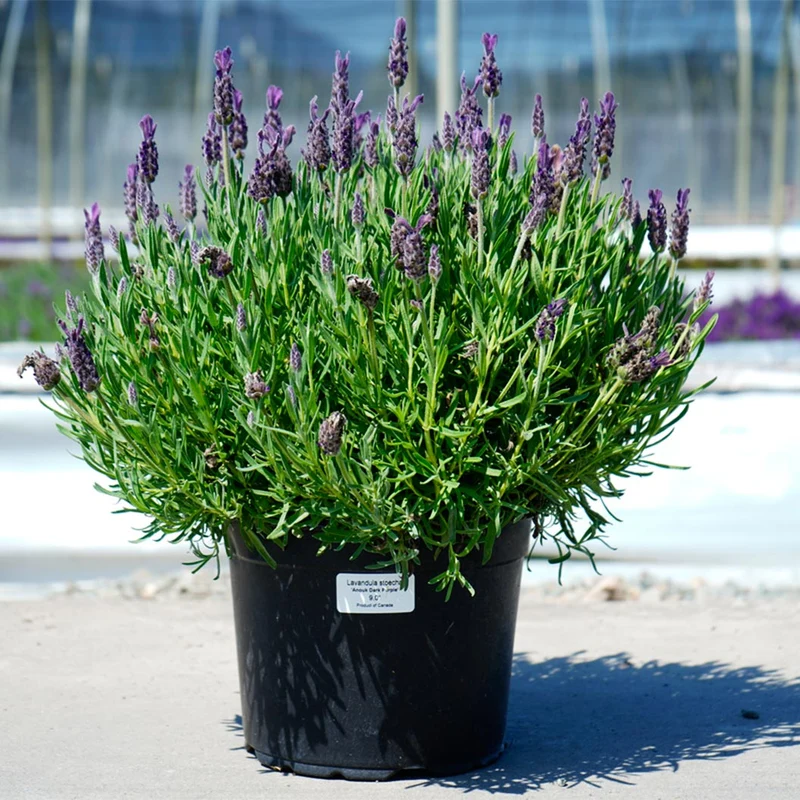 Anouk Dark Purple Lavender Plant