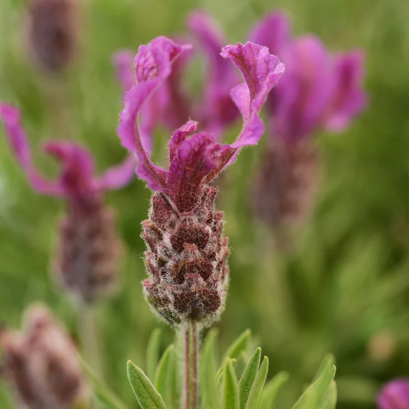 Anouk Deep Rose Lavender Plant