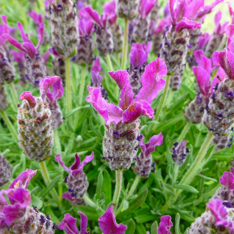 Anouk Deep Rose Lavender Plant