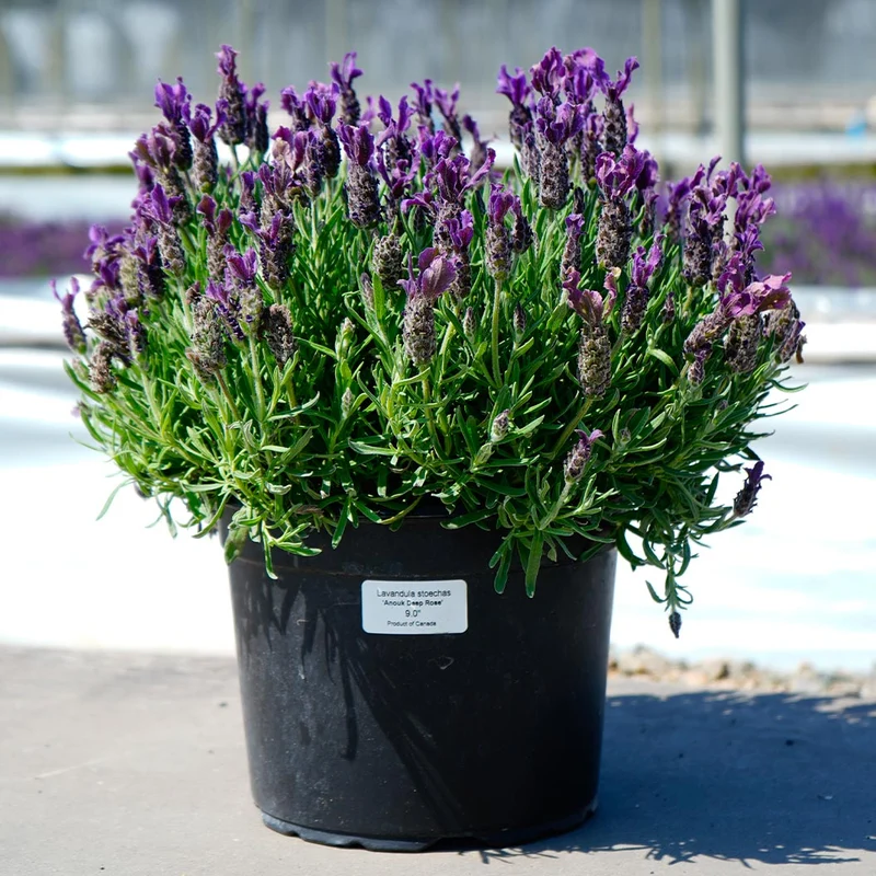 Anouk Deep Rose Lavender Plant