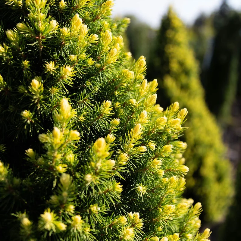 Rainbow’s End® Alberta Spruce Tree