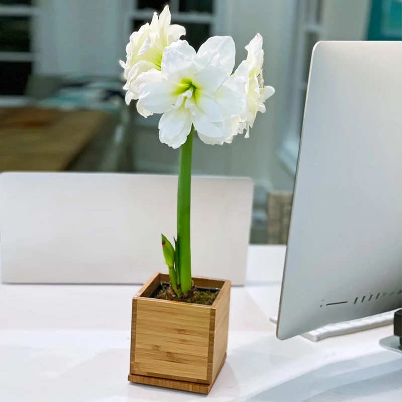 White Alfresco Planted Amaryllis Bulb in Bamboo Planter
