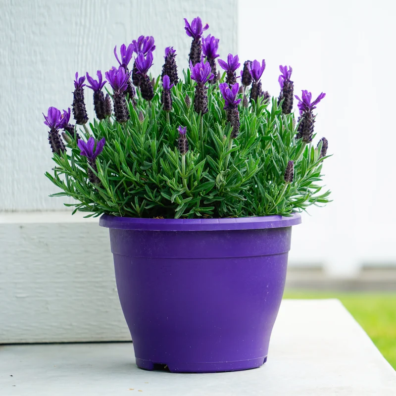 Anouk Purple Flare Lavender Plant