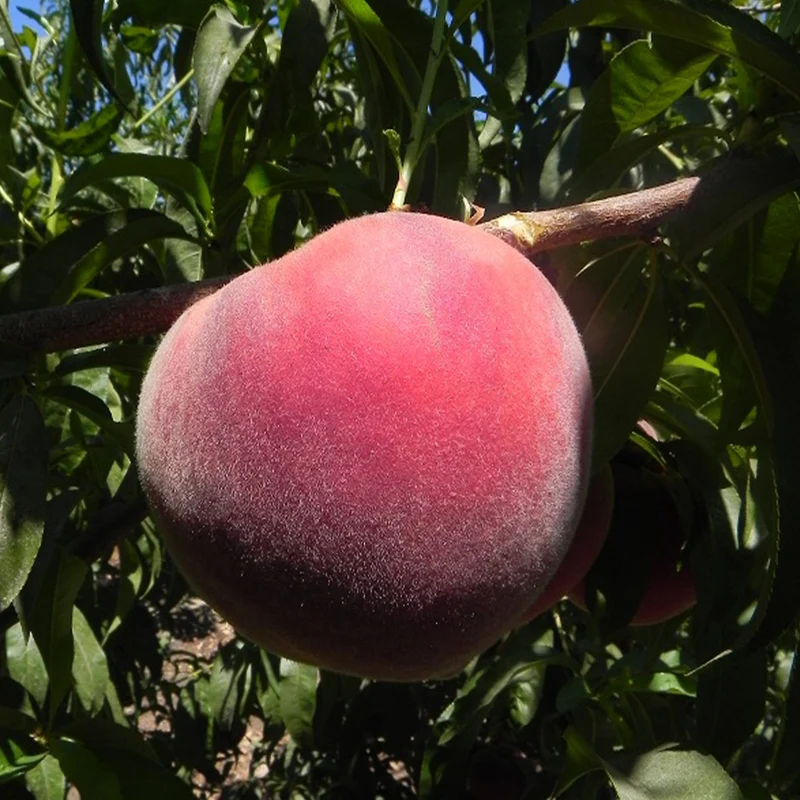 Fruit Snacks® Sweet Sensation™ Columnar Dwarf Peach Tree
