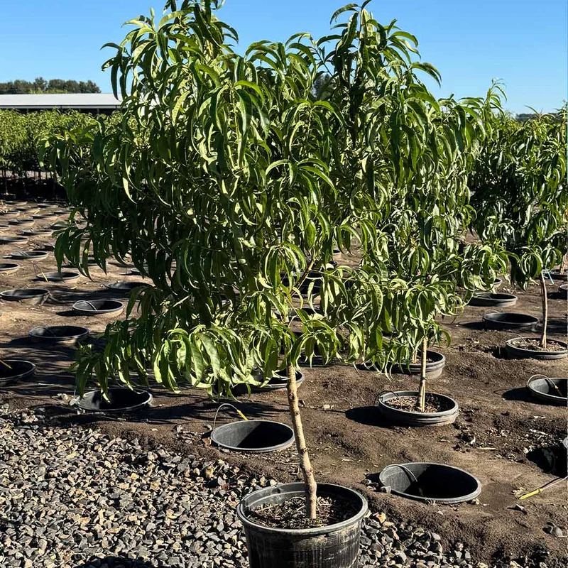Fruit Snacks® Sweet Sensation™ Columnar Dwarf Peach Tree