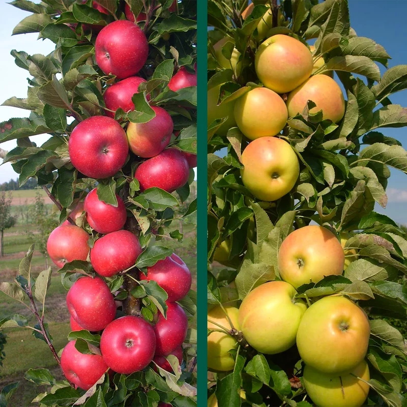 2-in-1 Fruit Snacks® Columnar Apple Tree