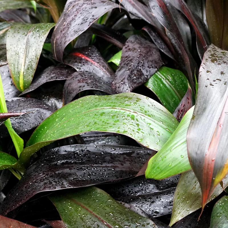Black Magic Cordyline Plant