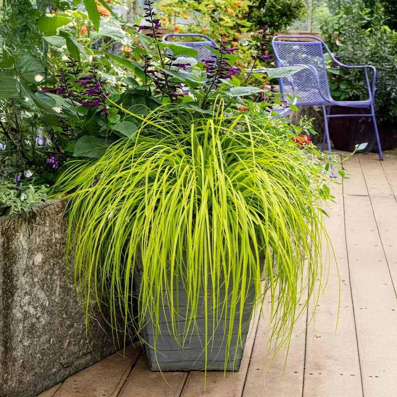 EverColor® Everillo Carex Sedge