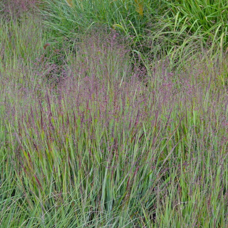 Heavy Metal Blue Switch Grass