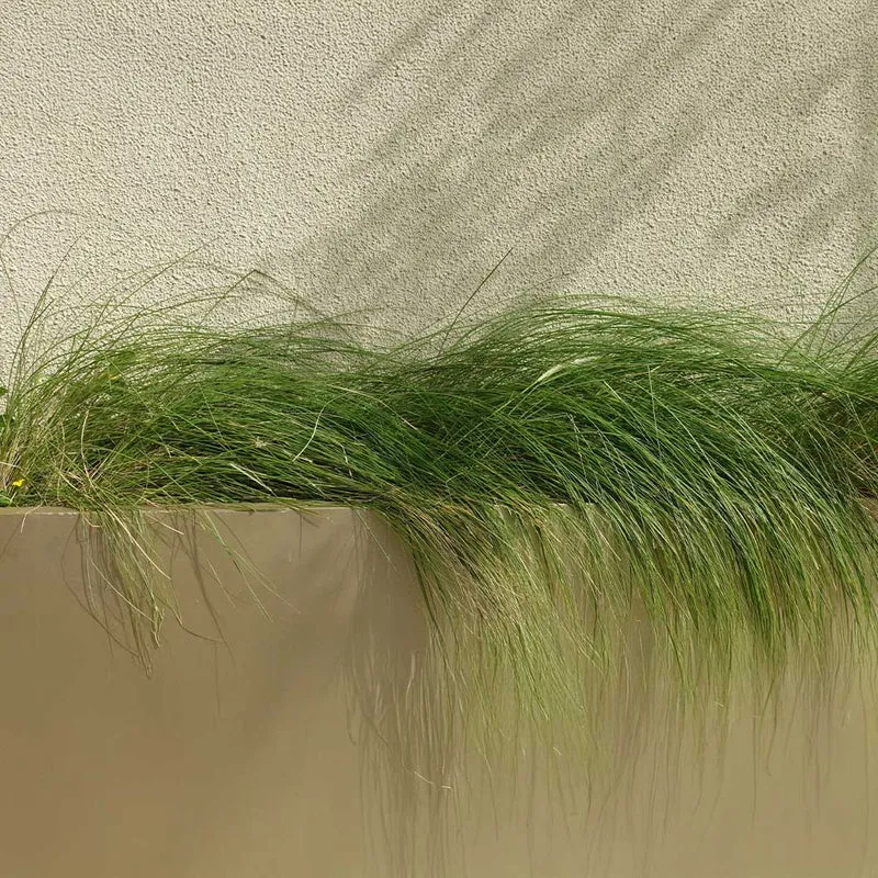 Pennsylvania Sedge