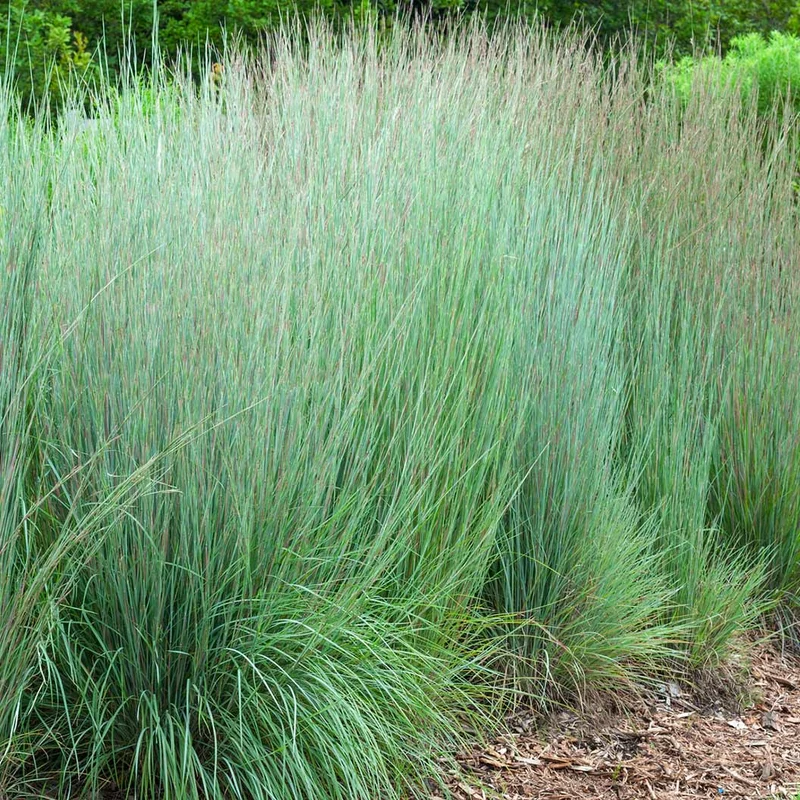 Prairie Blues Little Bluestem Grass