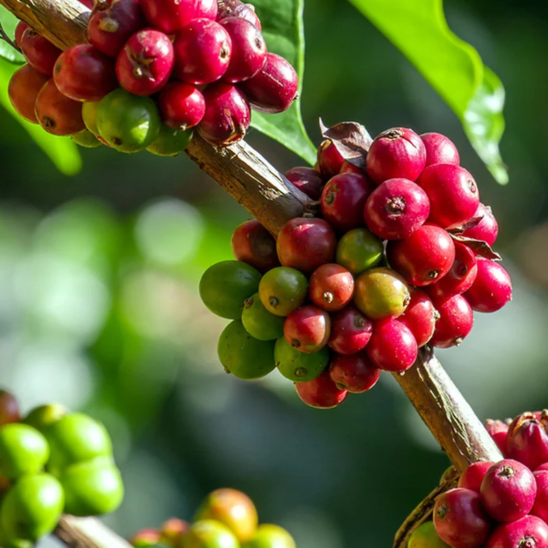 Arabica Coffee Plant - USDA Organic