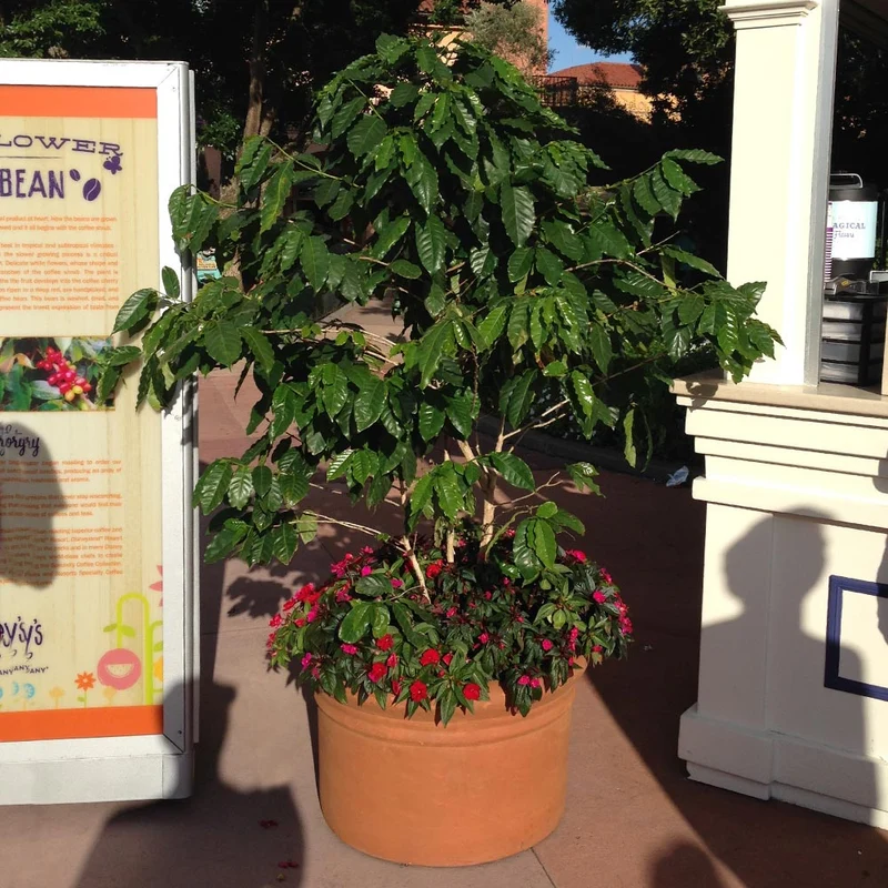 Arabica Coffee Plant - USDA Organic