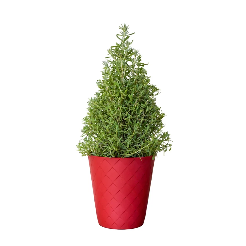 Lavender Cone in Red Luxe Pot