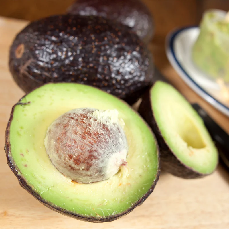 Carmen-Hass® Avocado Tree