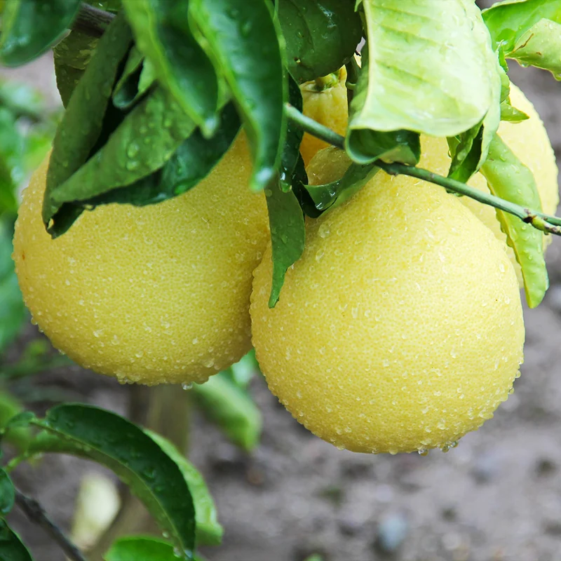 Oroblanco Grapefruit Tree
