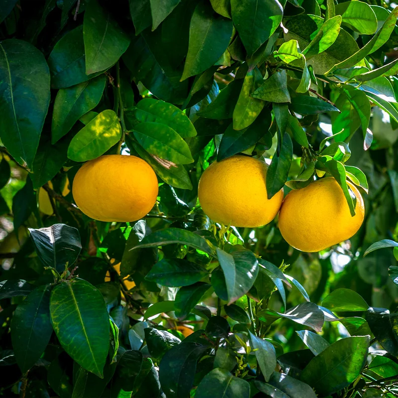 Oroblanco Grapefruit Tree
