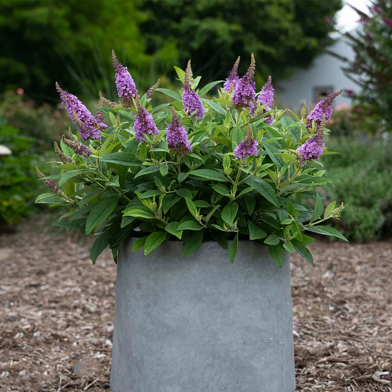 Dapper® Lavender Butterfly Bush