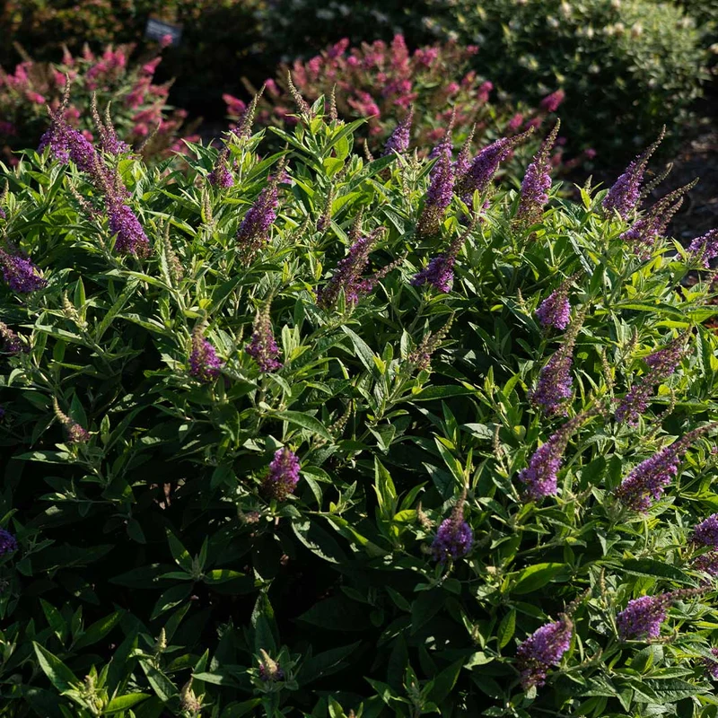 Dapper® Lavender Butterfly Bush