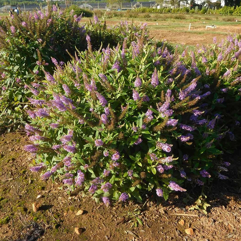 Dapper® Lavender Butterfly Bush