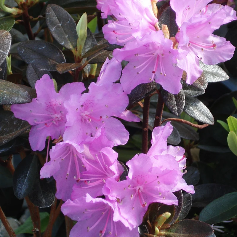 PJM Elite Rhododendron Shrub