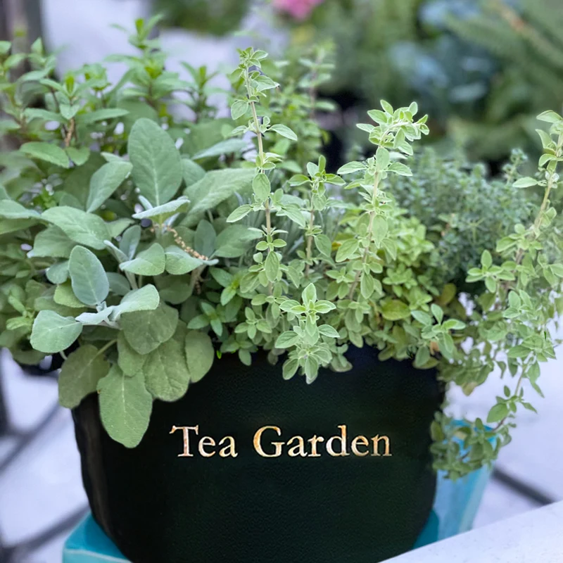 Gardenuity® Tea Garden Kit with Seasonal Herb Plants