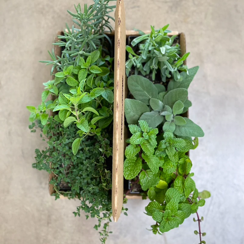 Gardenuity® Tea Garden Kit with Seasonal Herb Plants