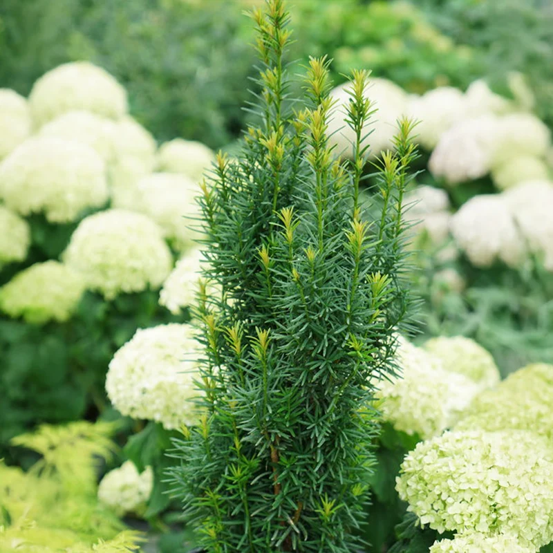 Proven Winners® Stonehenge Skinny® Yew Shrub