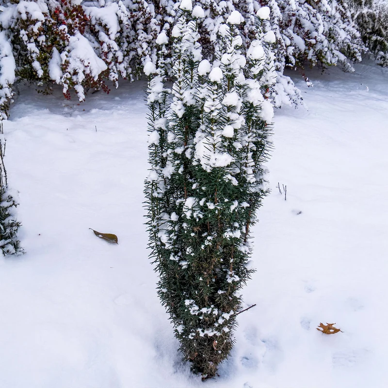Proven Winners® Stonehenge Skinny® Yew Shrub