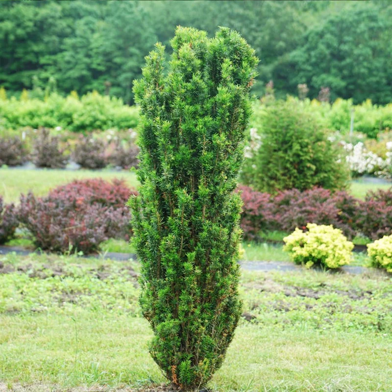 Proven Winners® Stonehenge Skinny® Yew Shrub