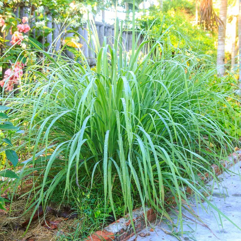 Lemongrass - USDA Organic