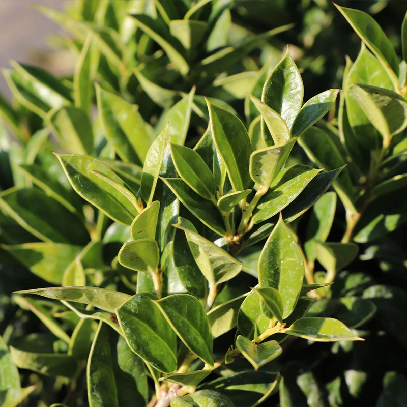 Carissa Holly Shrub