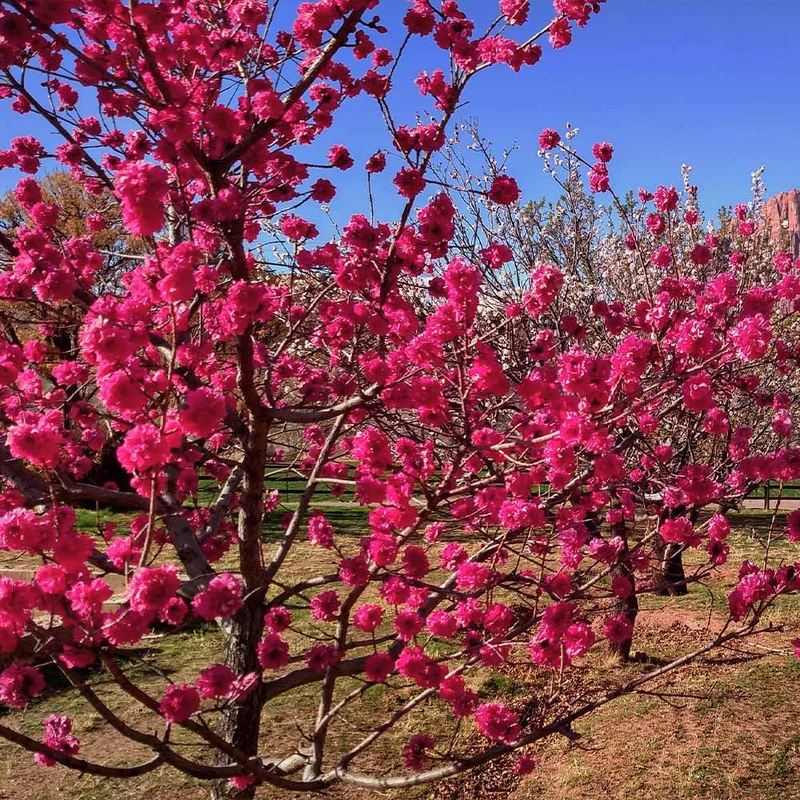 Red Baron Peach Tree
