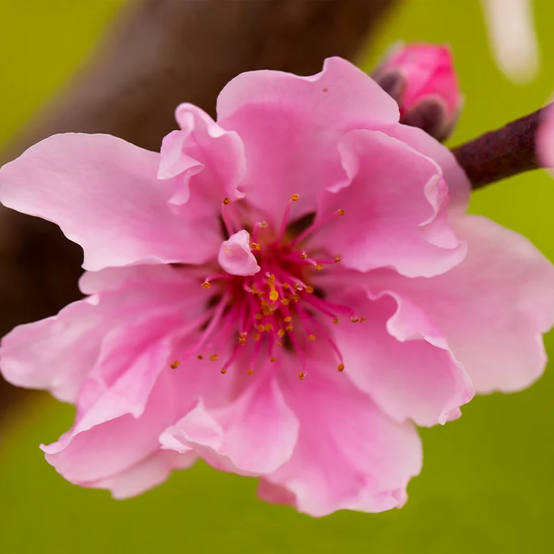Double Delight Nectarine Tree