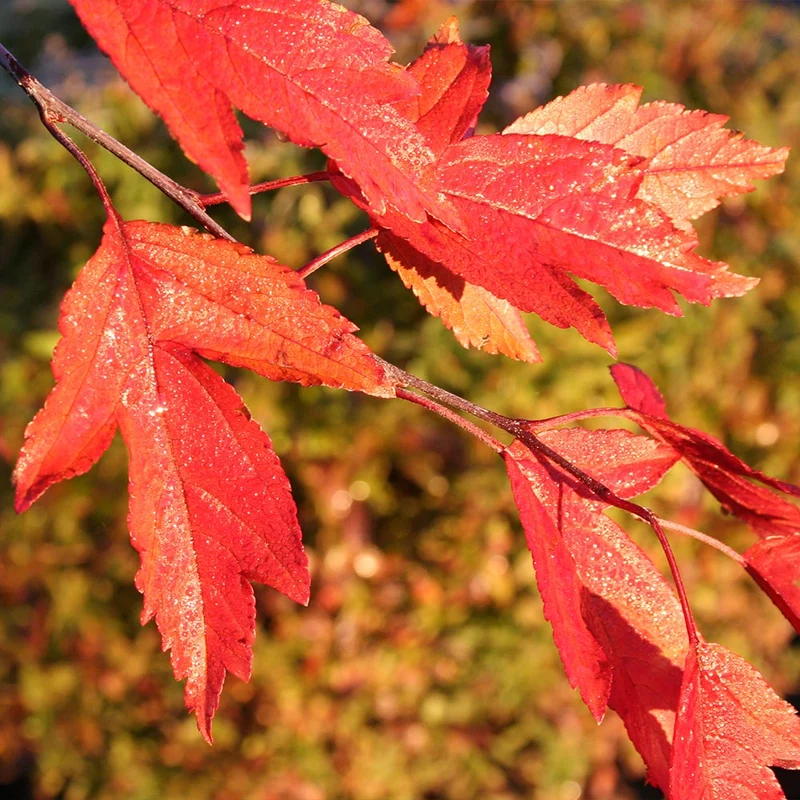 Royal Raindrops® Crabapple Tree