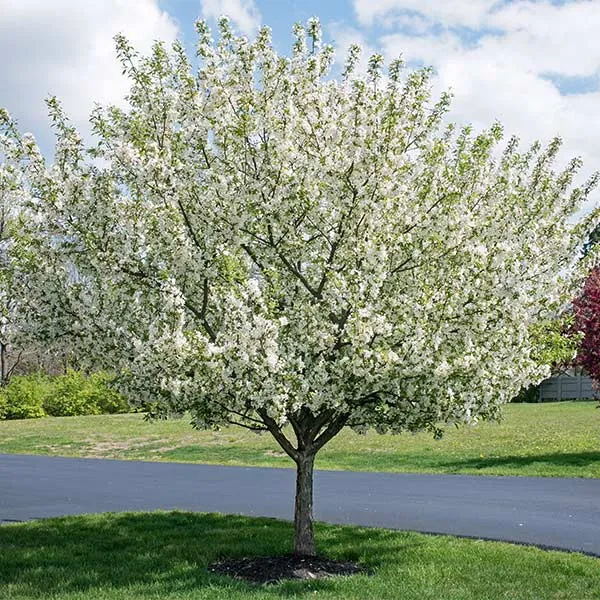 Proven Winners® Sweet Sugar Tyme® Crabapple