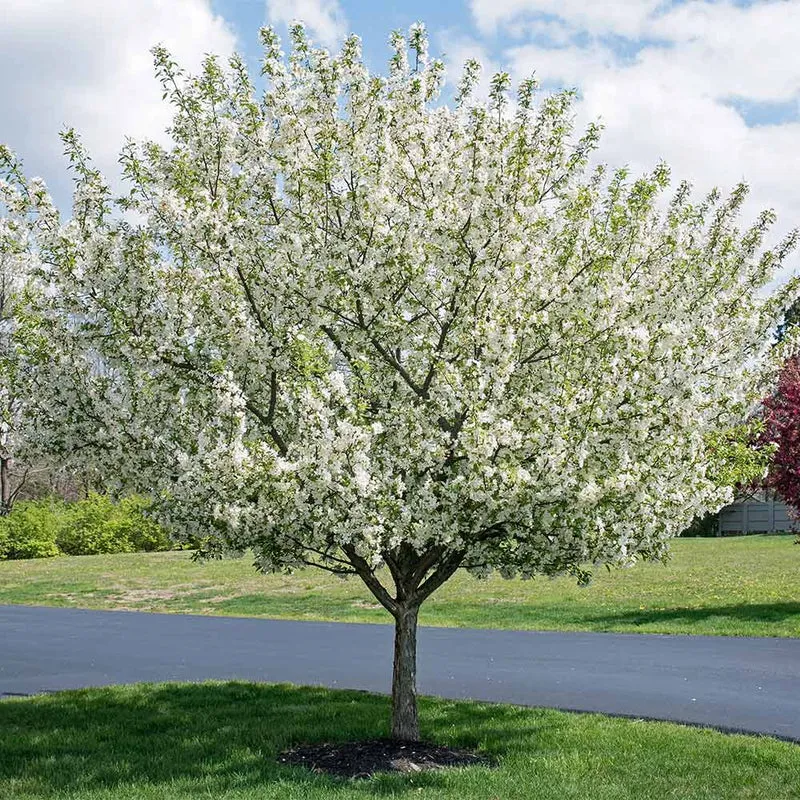 Proven Winners® Sweet Sugar Tyme® Crabapple