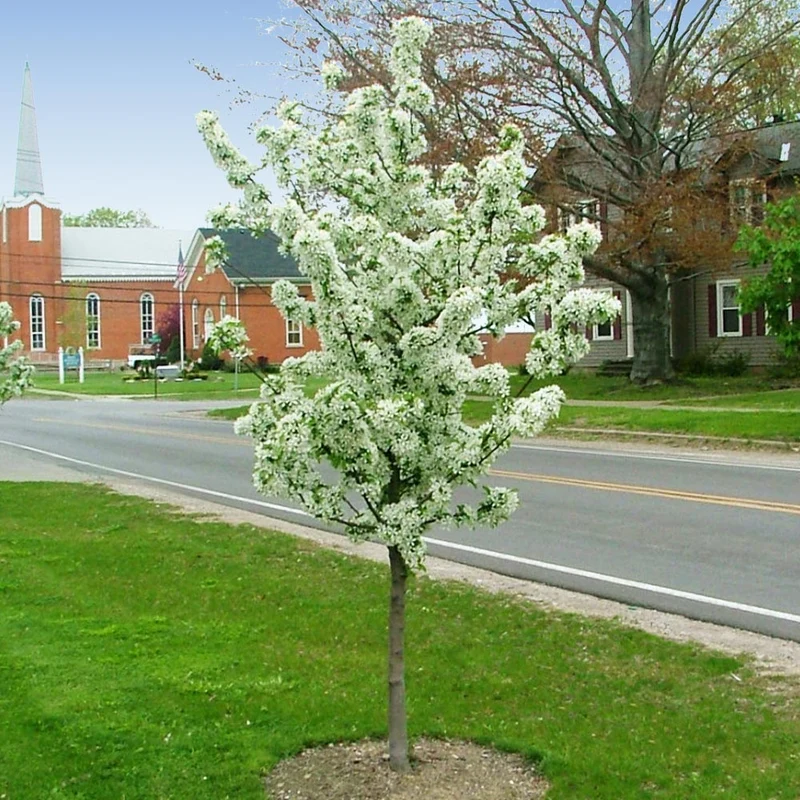 Proven Winners® Sweet Sugar Tyme® Crabapple