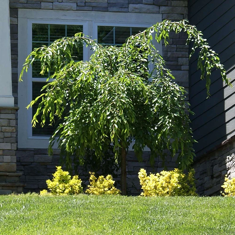 Proven Winners® Weeping Extraordinaire™ Cherry Tree