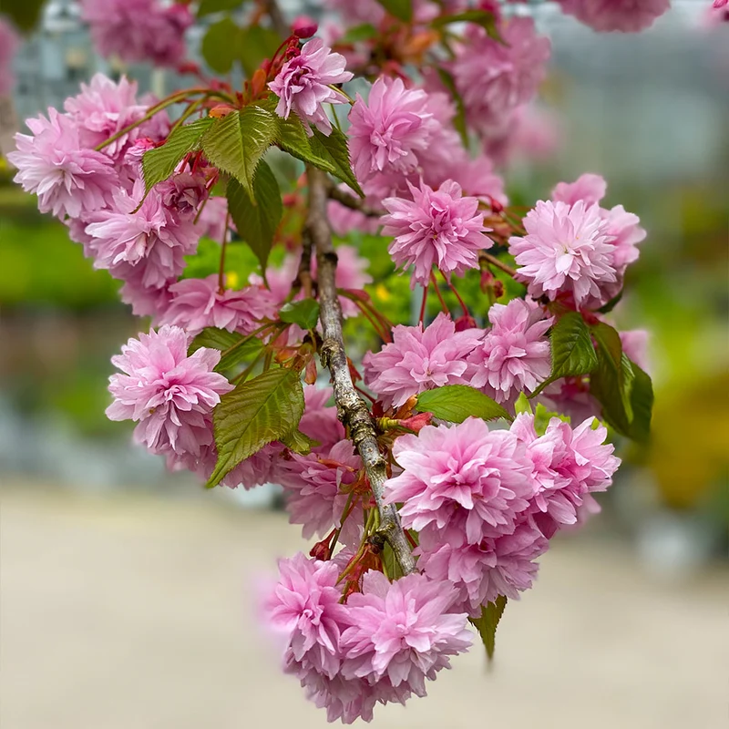 Proven Winners® Weeping Extraordinaire™ Cherry Tree