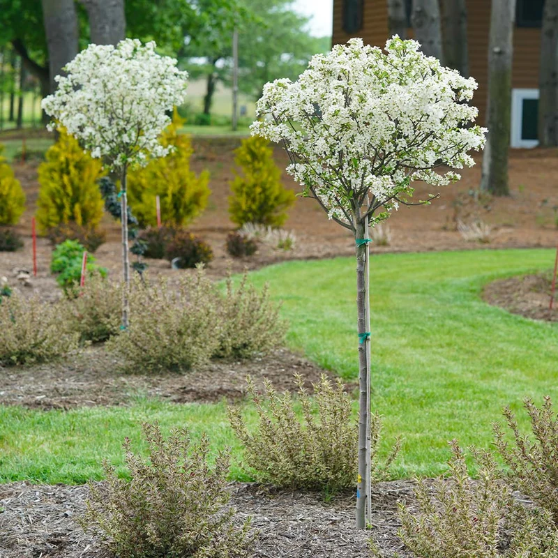 Proven Winners® Lollipop® Crabapple Tree