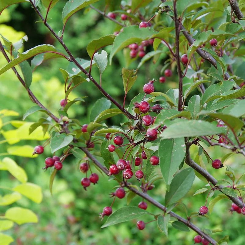 Proven Winners® Show Time™ Crabapple Tree