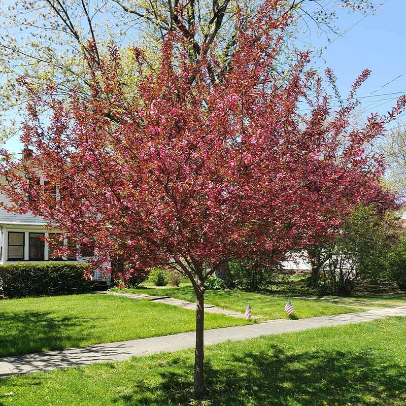 Proven Winners® Show Time™ Crabapple Tree