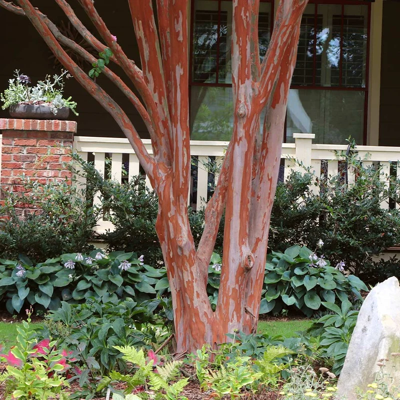 Southern Living® Colorama™ Scarlet Crape Myrtle Tree
