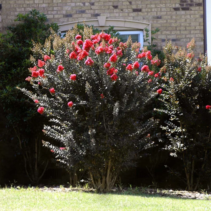 Thunderstruck™ Coral Boom™ Crape Myrtle Tree