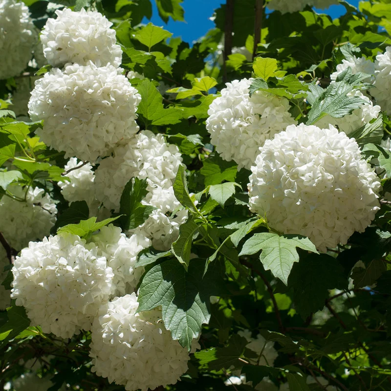 Eastern Snowball Bush