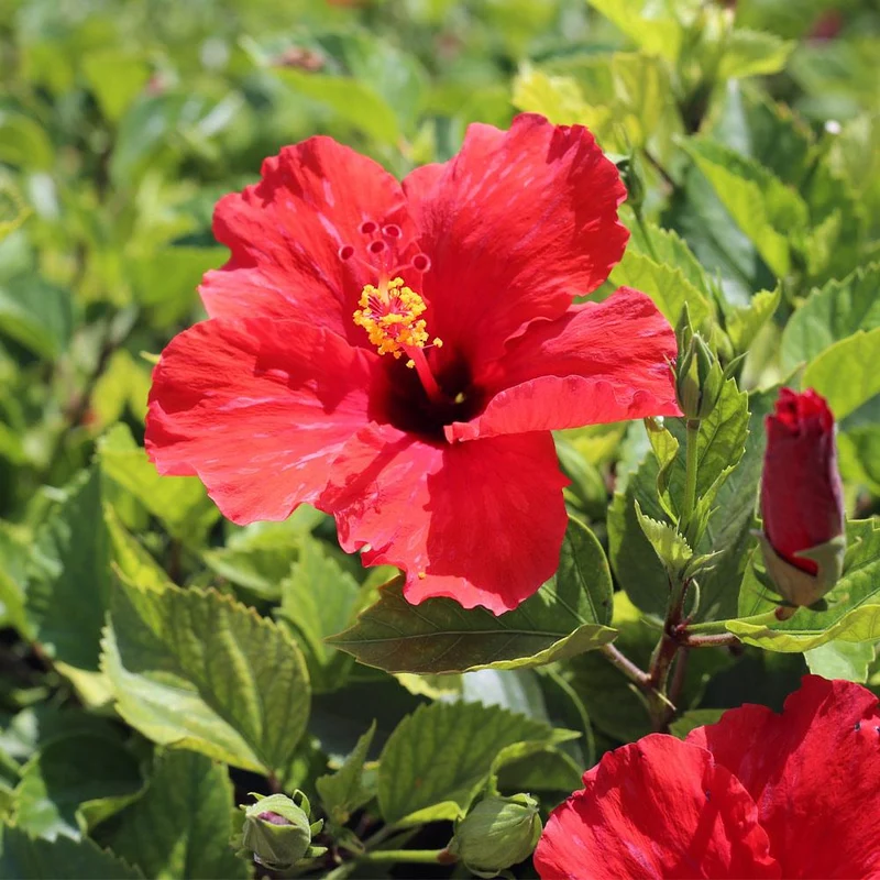 Red Tropical Hibiscus Tree