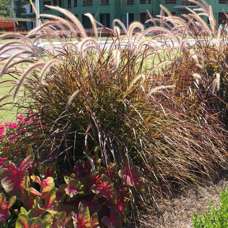 Purple Fountain Grass