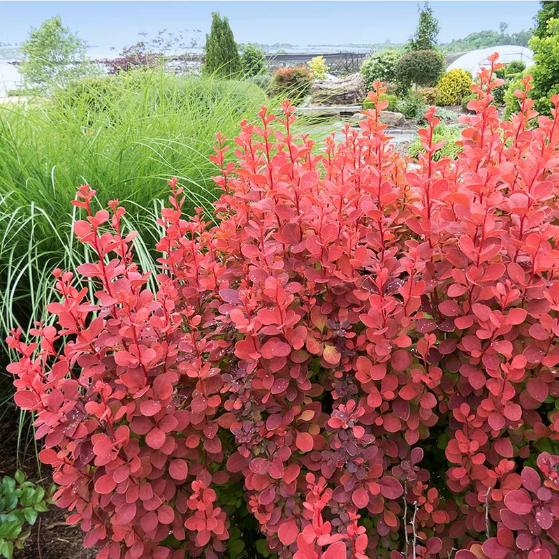 Southern Living® Orange Rocket Barberry Shrub